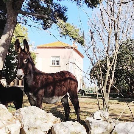 Au Coeur De La Nature Coursan Экстерьер фото